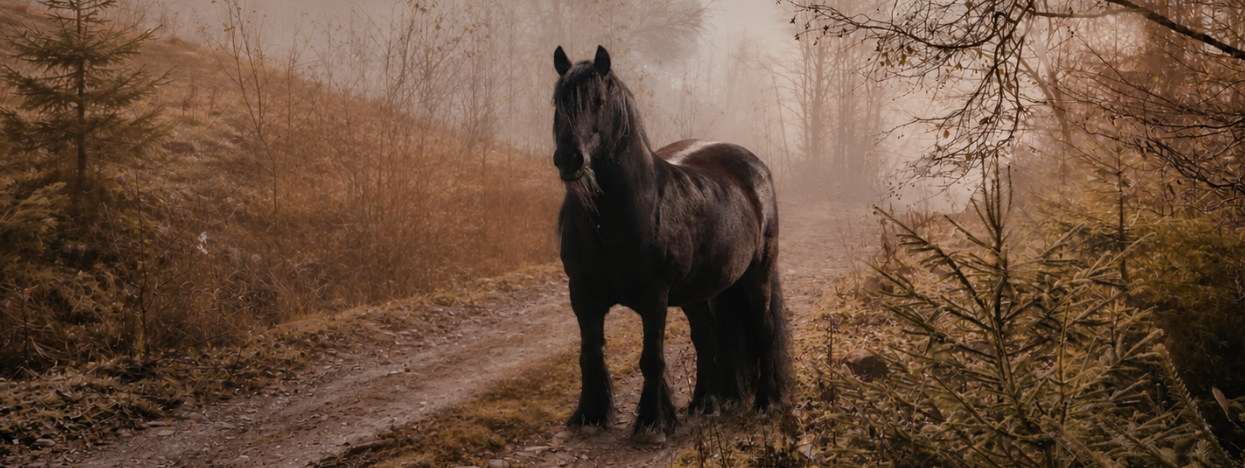 Praktische informatie EquiSun paardencoaching Praktische informatie EquiSun paardencoaching