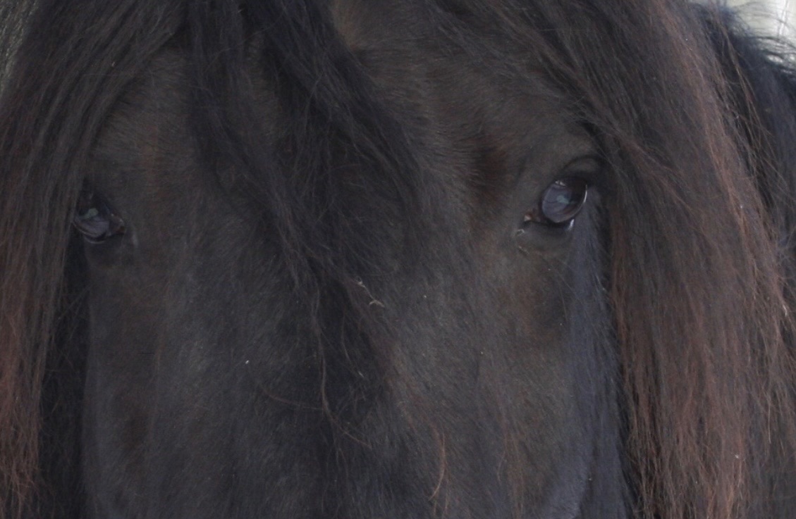 Natuurlijk Paardencoaching in Salland