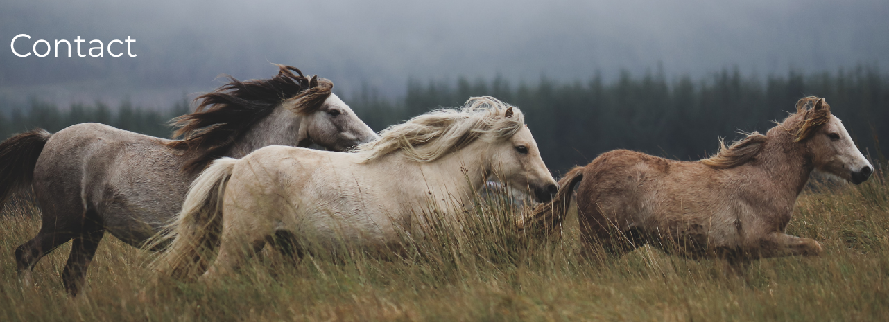 Natuurlijk Paardencoaching in Salland