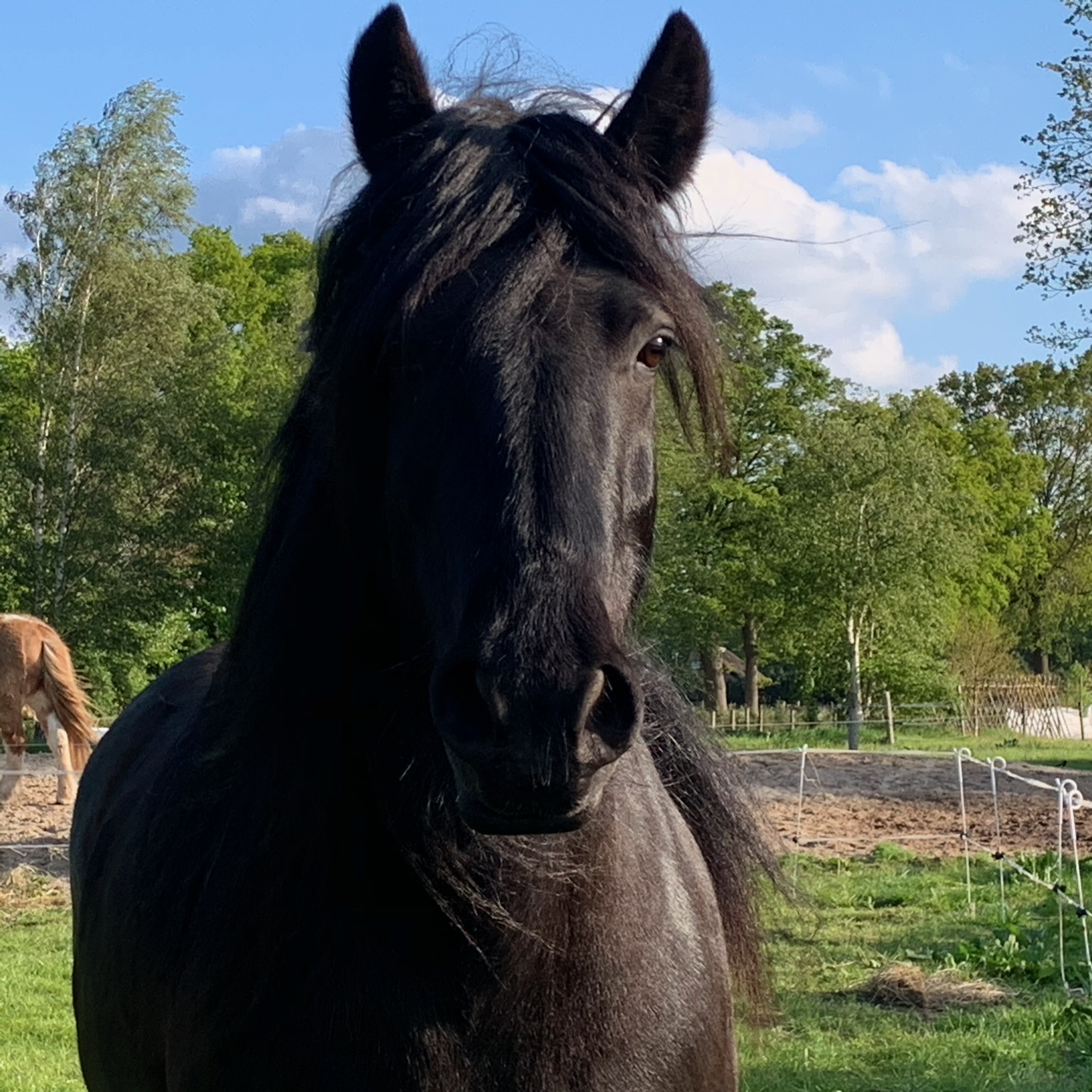 Wat paarden met je doen