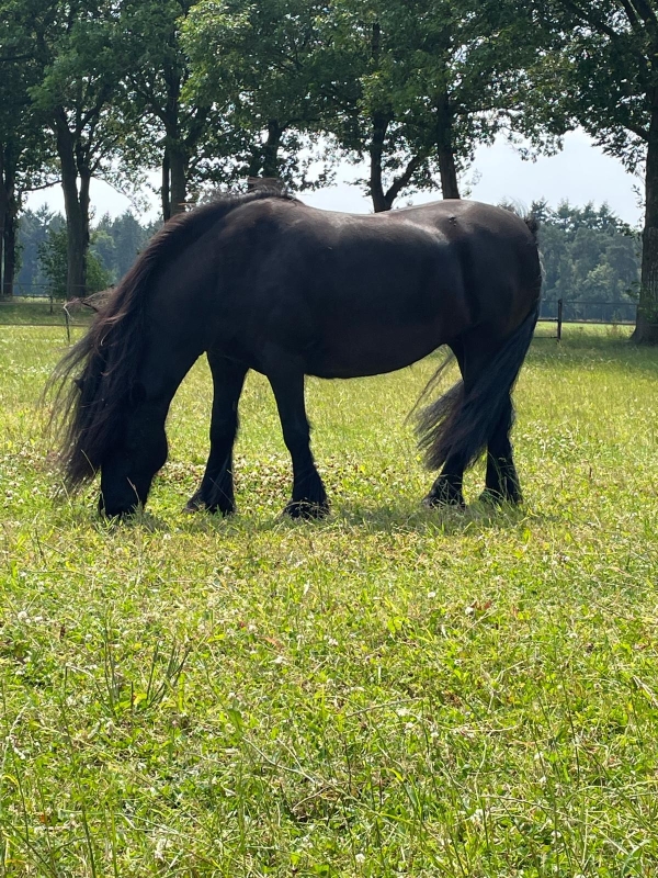 Wat is paardencoaching