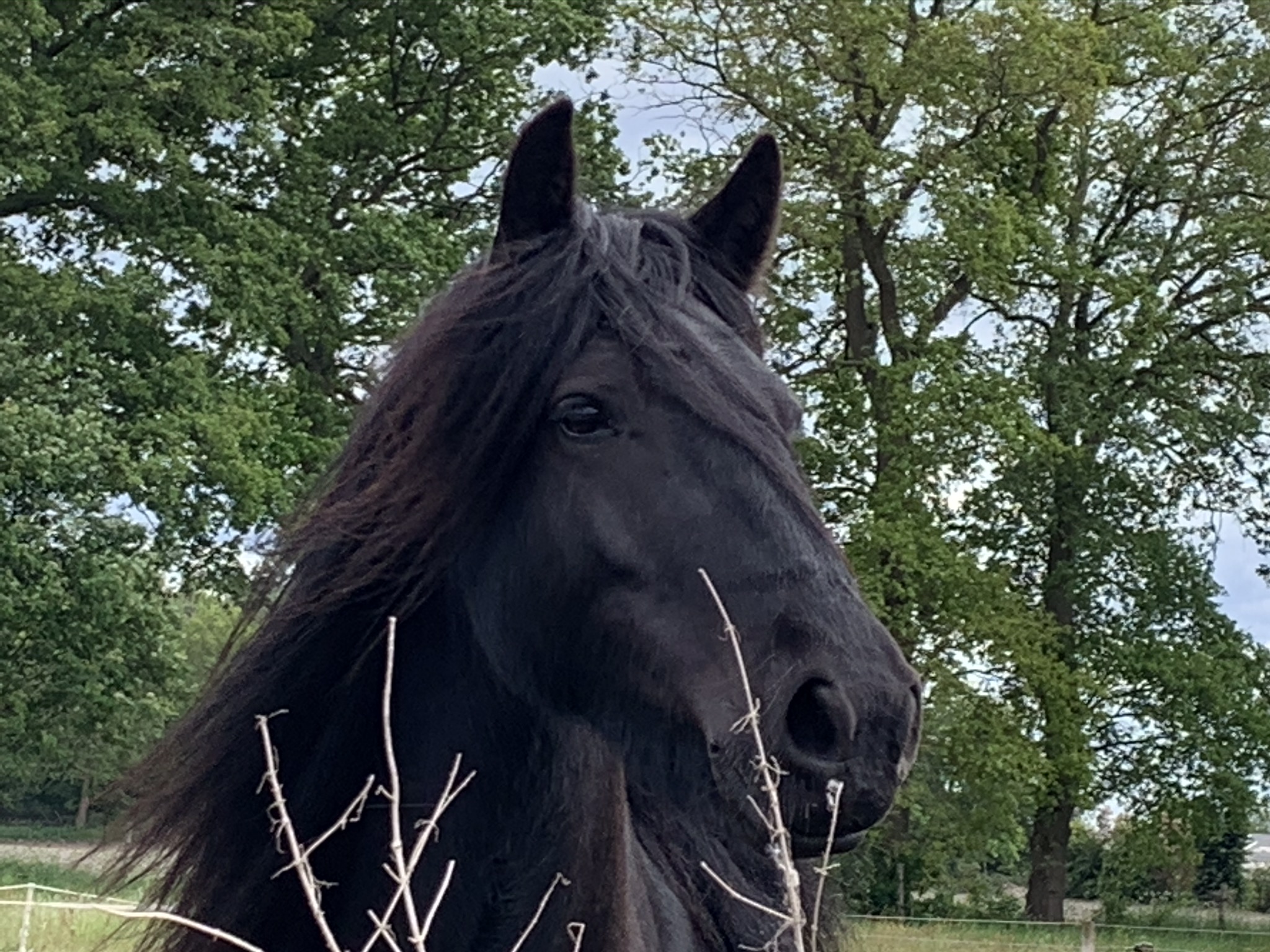Individuele paardencoaching Individuele paardencoaching