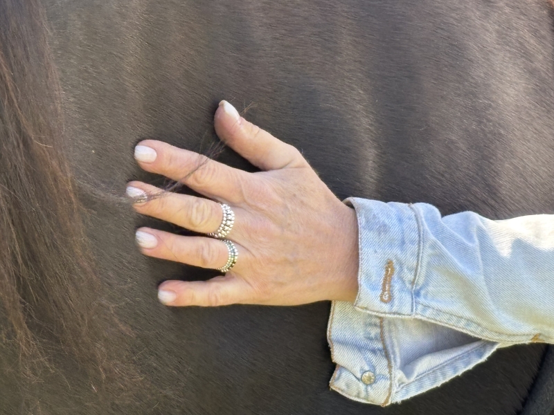 Informatie paardencoach sessie Informatie paardencoach sessie