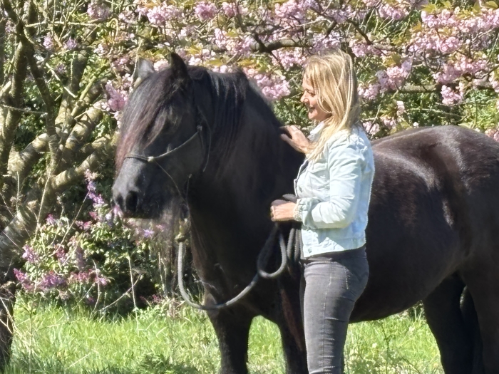 Individuele paardencoaching